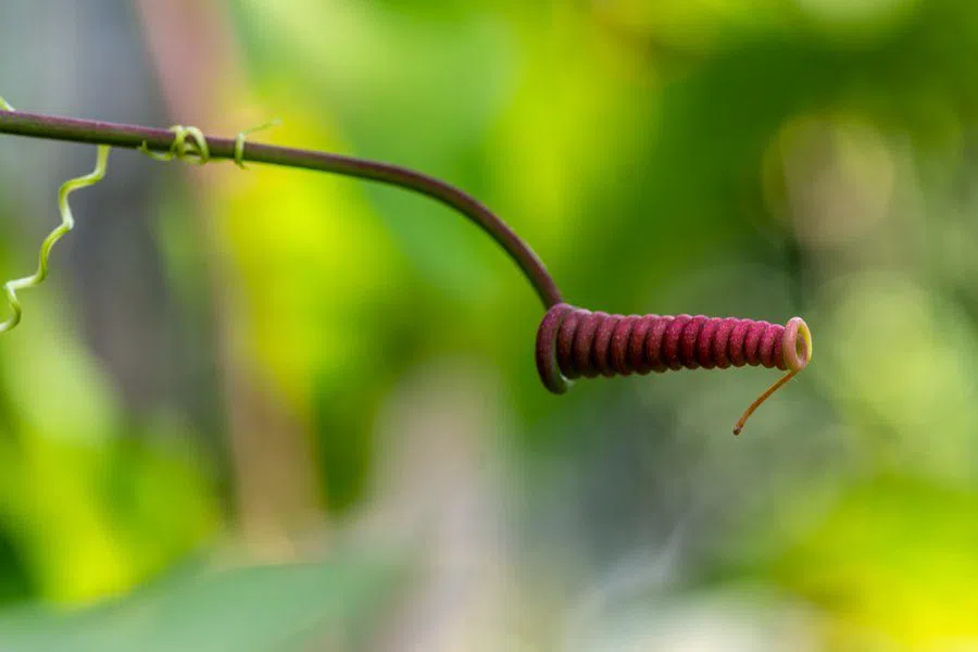 植物園(フューヴェースケルト)、ブダペスト